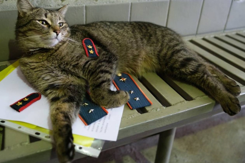 «Животный» взгляд на события в мире в 2024 году. Фотогалерея