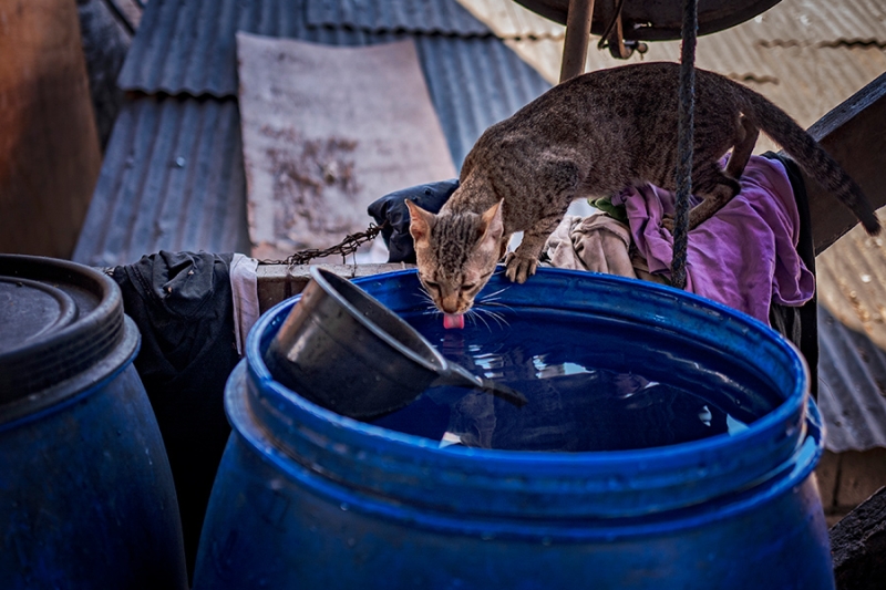 «Животный» взгляд на события в мире в 2024 году. Фотогалерея
