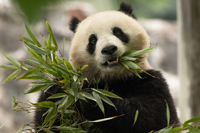 «Животный» взгляд на события в мире в 2024 году. Фотогалерея