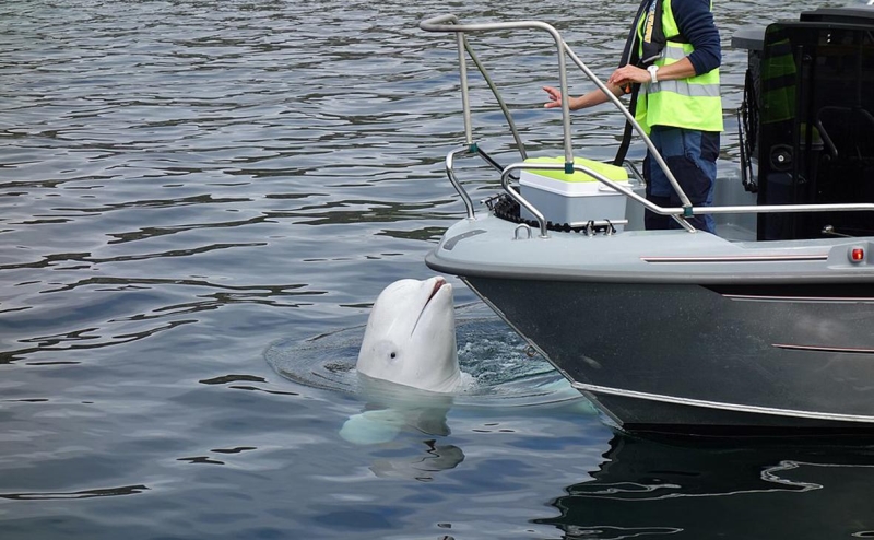 Зоозащитники заявили, что «российского кита-шпиона» в Норвегии