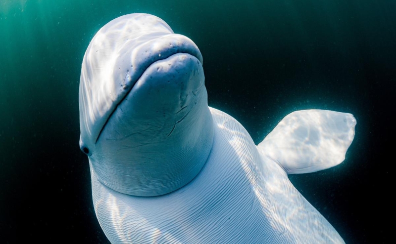 Зоозащитники заявили, что «российского кита-шпиона» в Норвегии