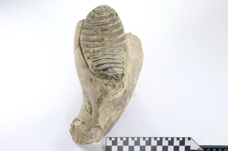 Зуб мамонта нашли в центре Нижнего Новгорода