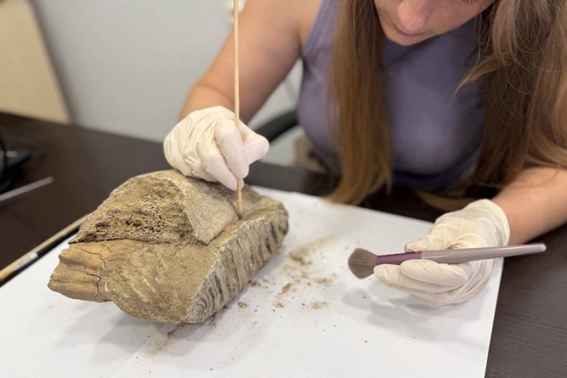 Зуб мамонта нашли в центре Нижнего Новгорода