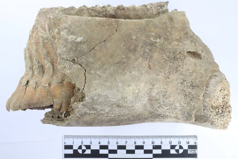 Зуб мамонта нашли в центре Нижнего Новгорода